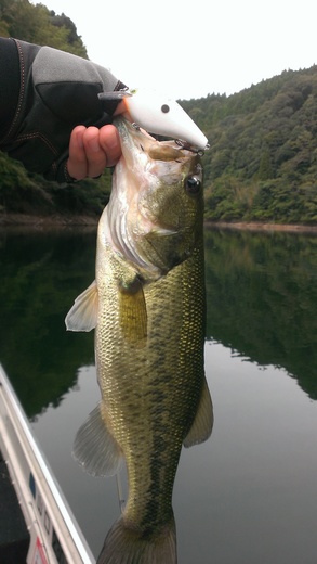 IMAG0247.jpg