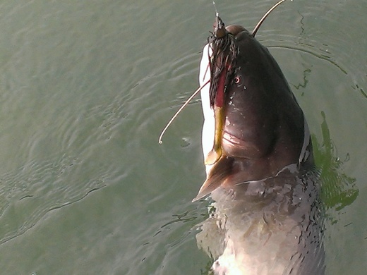 IMAG0335.jpg