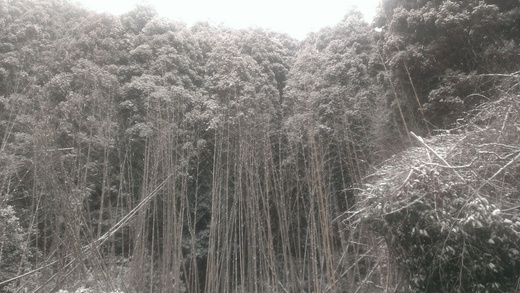 IMAG0591.jpg