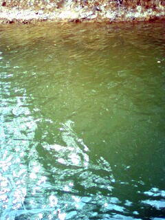 070503maruyama-water.jpeg